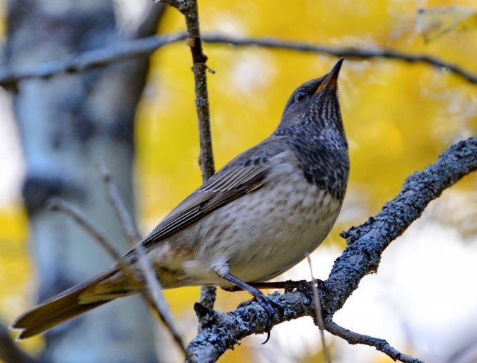 Голубь вяхирь