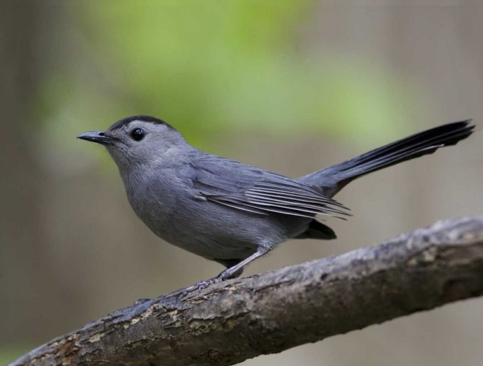 Певчий Дрозд и черный Дрозд