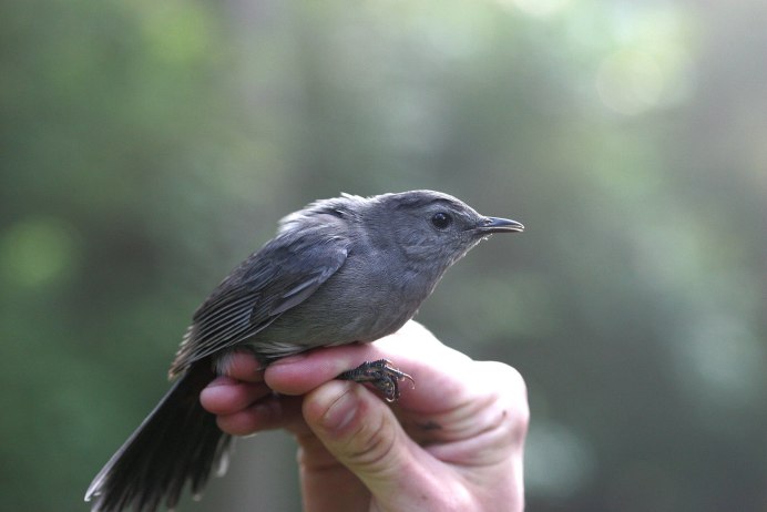 Серый Дрозд (Grey Catbird)