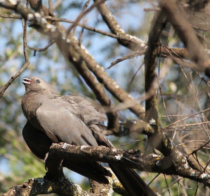 Маленькая серая птичка мухоловка