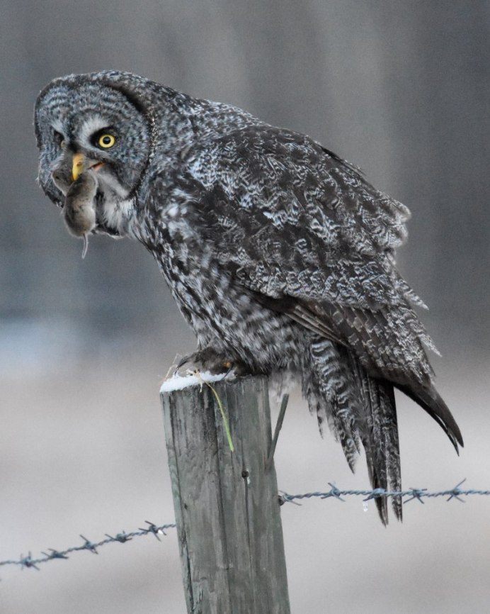 Крупная серая птица