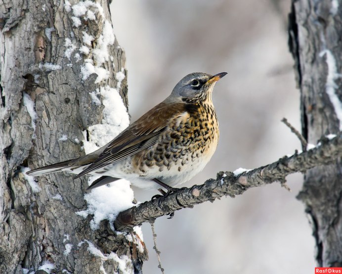 Дрозд рябинник