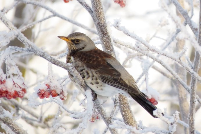 Дрозд рябинник крупная птица