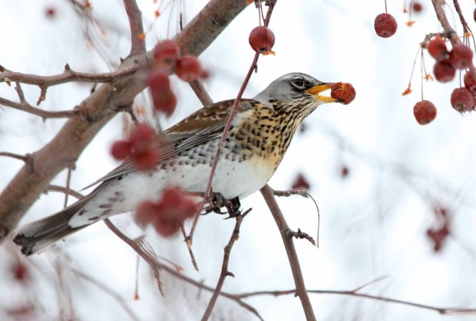 Дрозд-рябинник серый Дрозд деряба