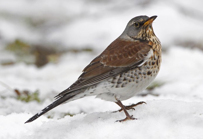 Белый Дрозд