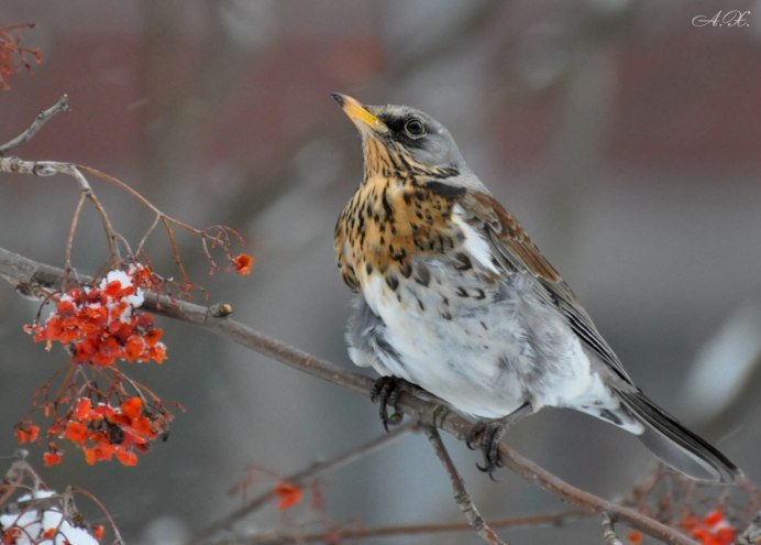 Рябиновый Дрозд Дрозд рябинник