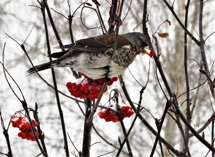 Дрозд рябинник ареал