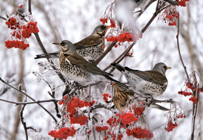 Щегол рябинник