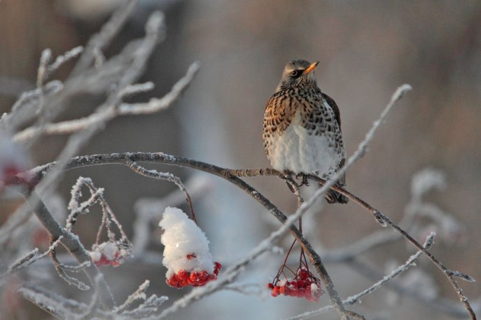 Певчий Дрозд рябинник