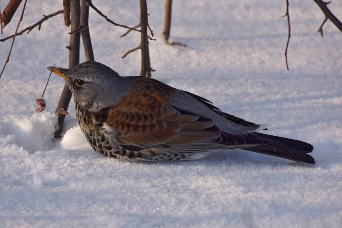 Дрозд зимует в Челябинск