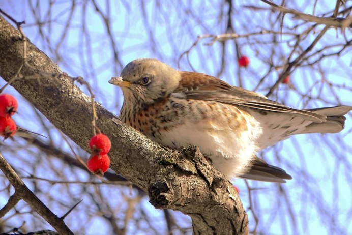Дрозд рябинник весной
