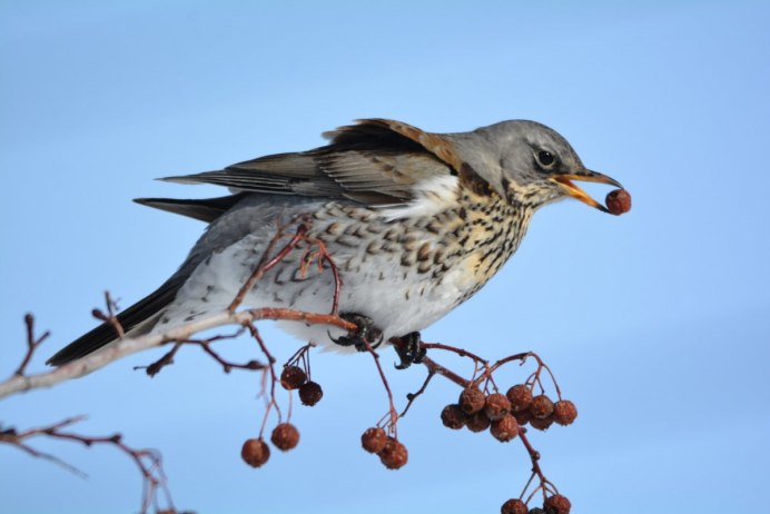 Дрозд рябинник зима