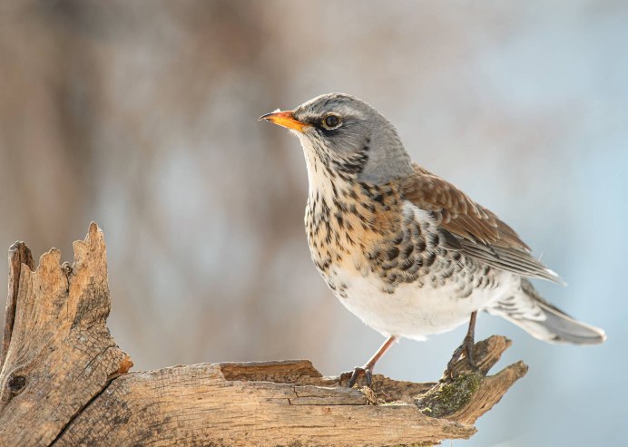 Дрозд рябинник Fieldfare turdus pilaris