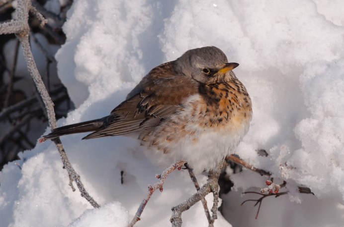 Деряба рябинник