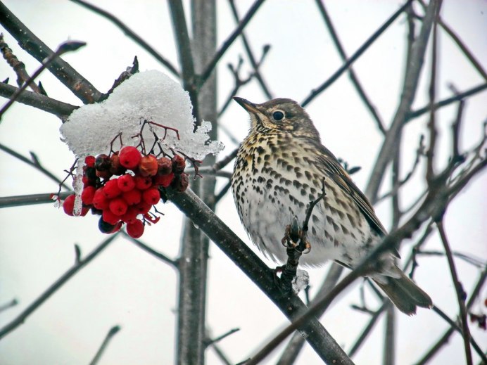 Певчий Дрозд рябинник