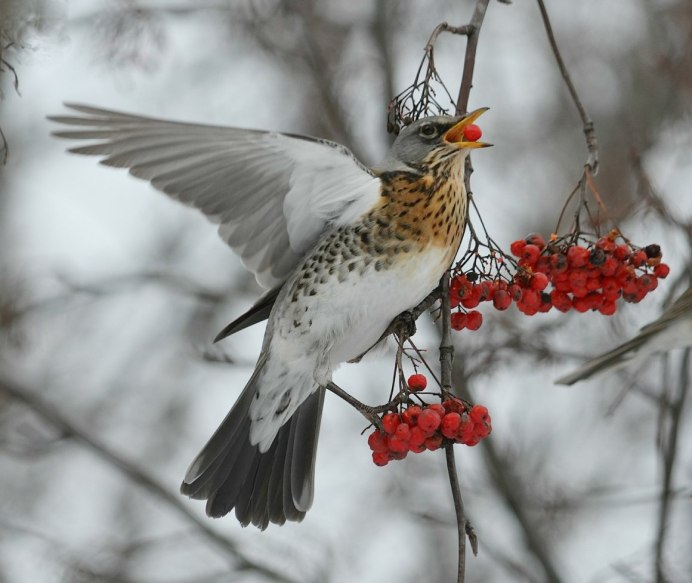 Птичка рябинник