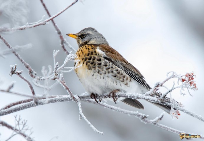 Дрозд рябинник на земле