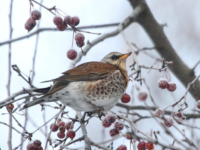 Дрозд рябинник