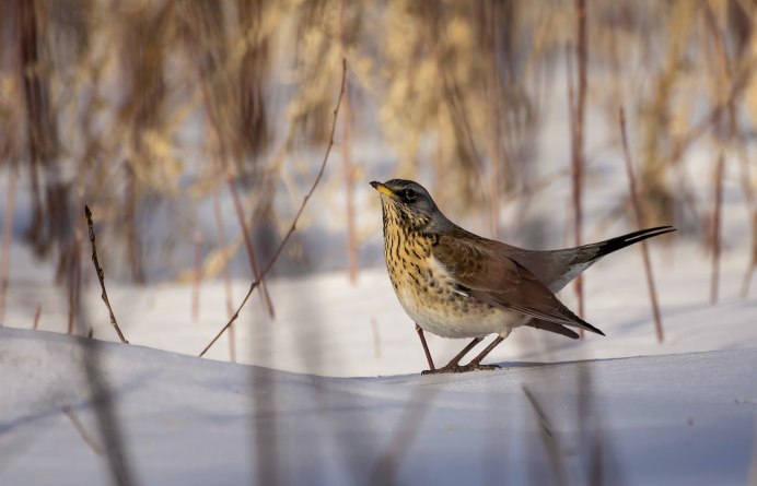 Дрозд рябинник