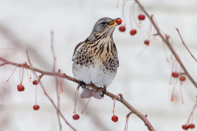 Серый Дрозд рябинник