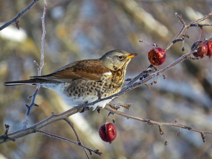 Дрозд рябинник клюет яблок.
