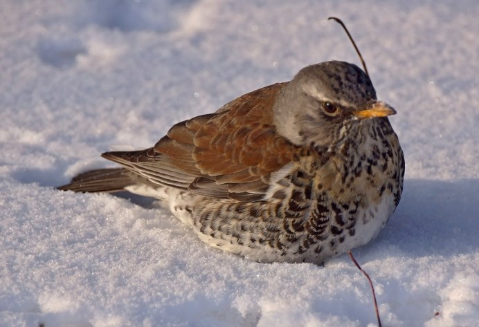 Рябиновый Дрозд Дрозд рябинник