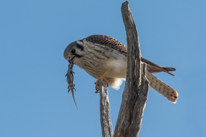 Обыкновенная пустельга (Falco tinnunculus