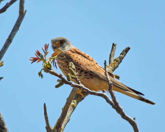 Пустельга обыкновенная вид снизу
