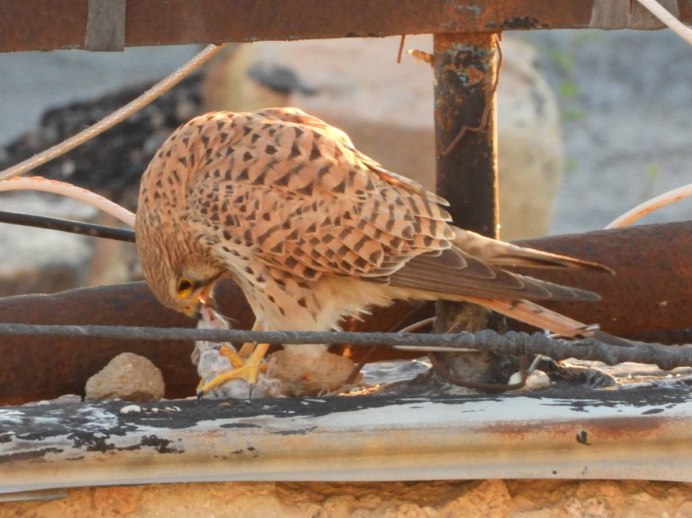 Сколько стоит пустельга