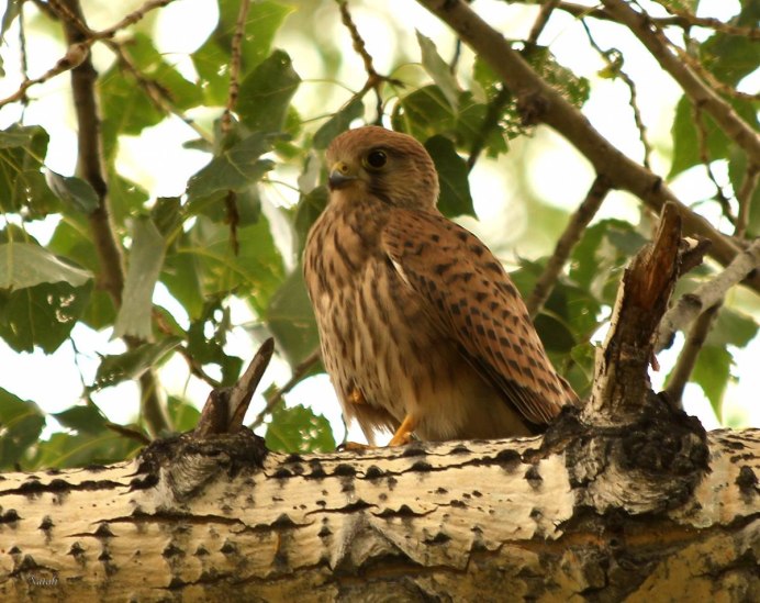 Пустельга Сибирская