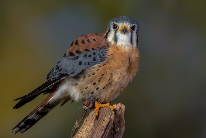 Пустельга птенец слеток