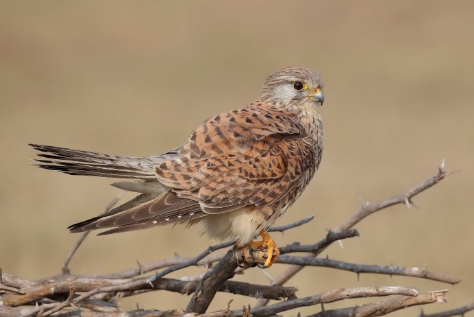 Сокол пустельга