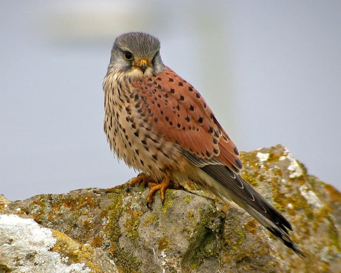 Пустельга Falco tinnunculus