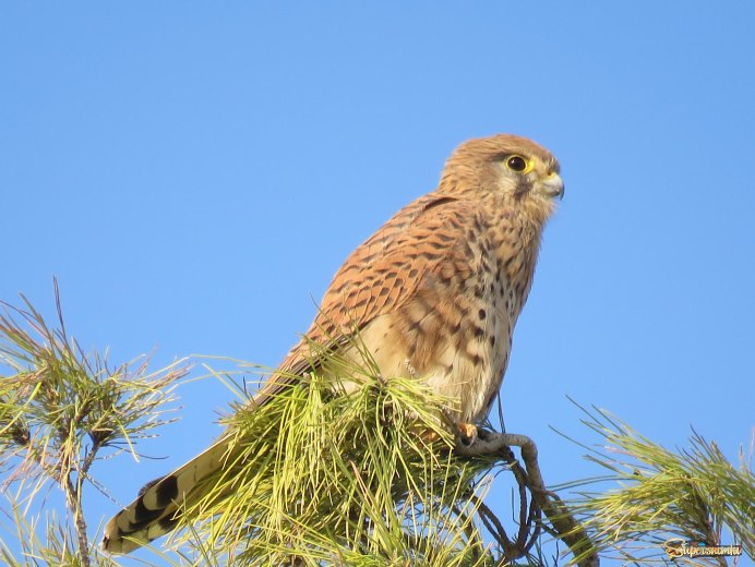 Кенмар пустельга