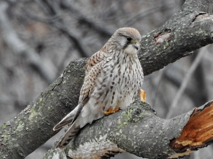 Обыкновенная пустельга птица