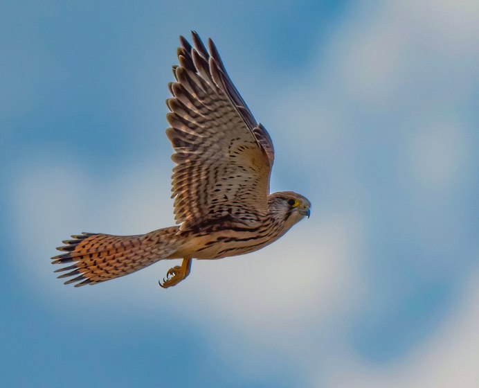 Маврикийская пустельга