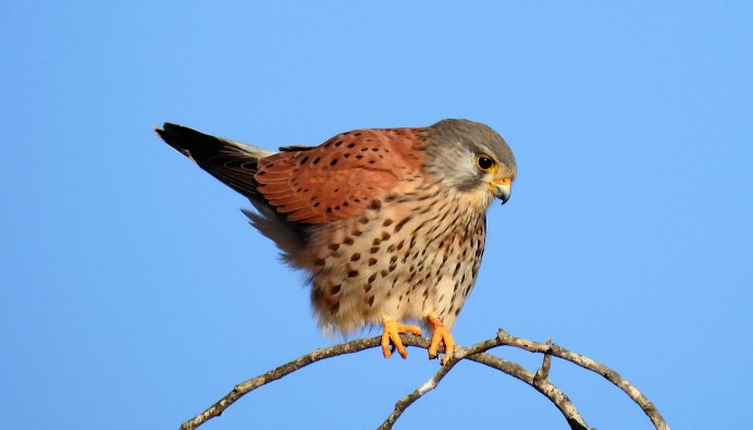 Пустельга Луговая