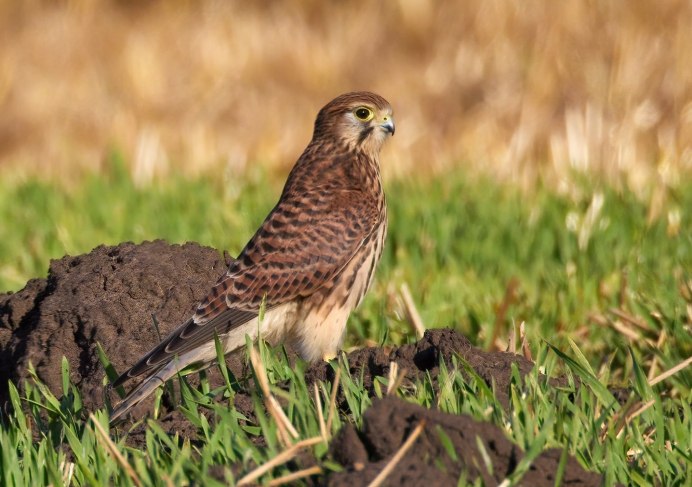 Сокол пустельга купить