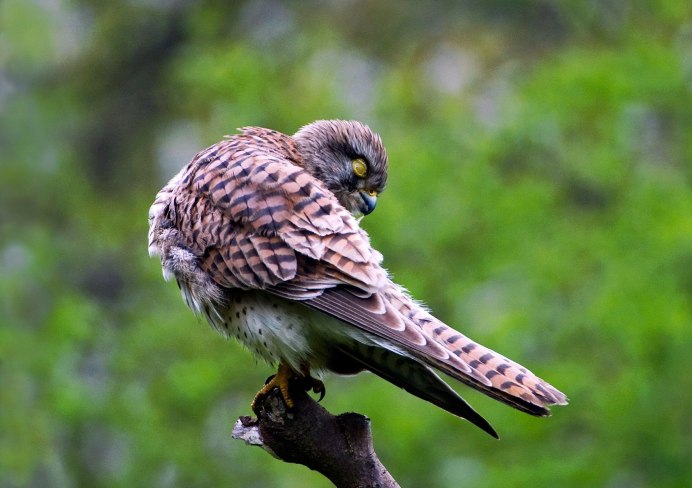 Обыкновенная пустельга птенец