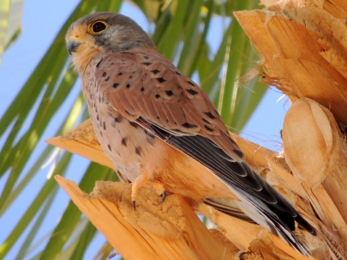 Пустельга сколько птица спит