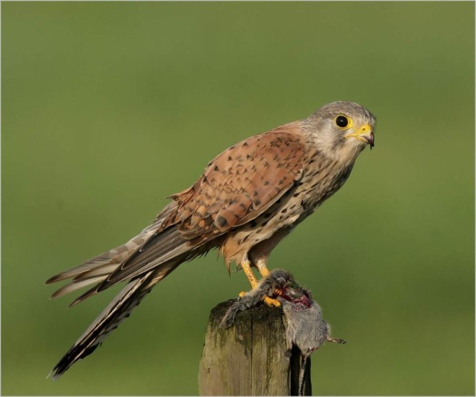 Сокол пустельга слеток