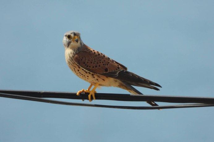Пустельга Сибирская