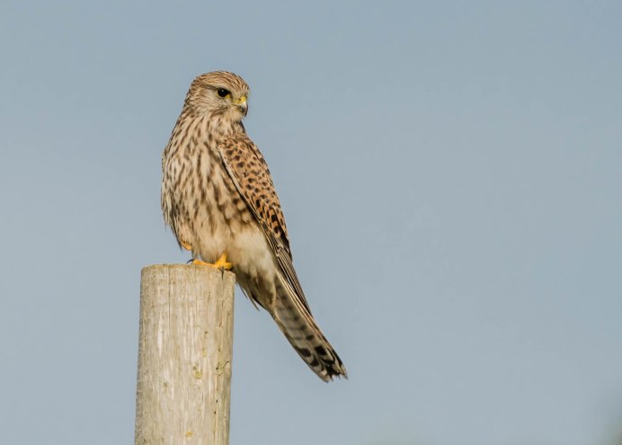 Пустельга листья