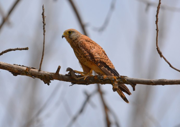 Пустельга ест мышь