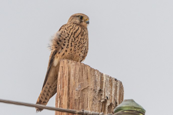 Сокол пустельга самка