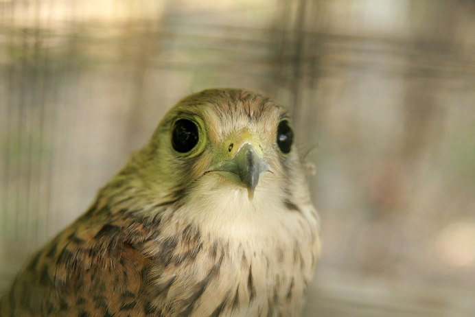 Ястреб пустельга Подмосковья