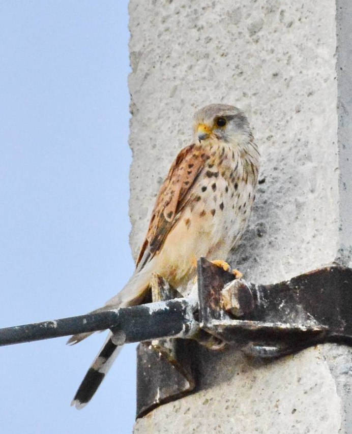Степная пустельга Омская область