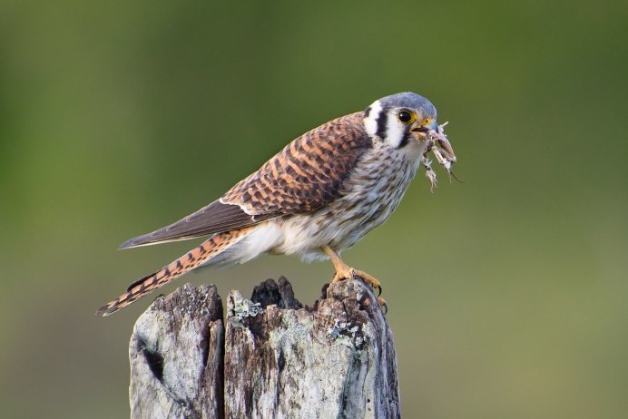 Ястреб пустельга