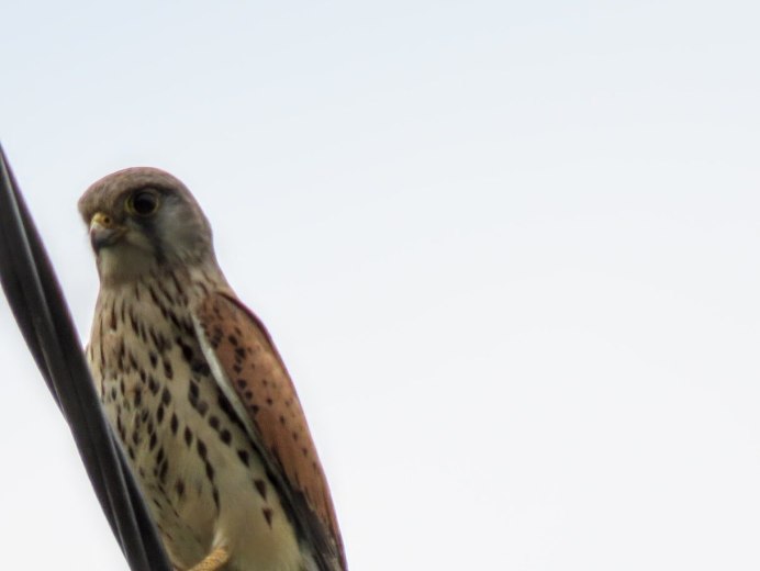 Пустельга Египет