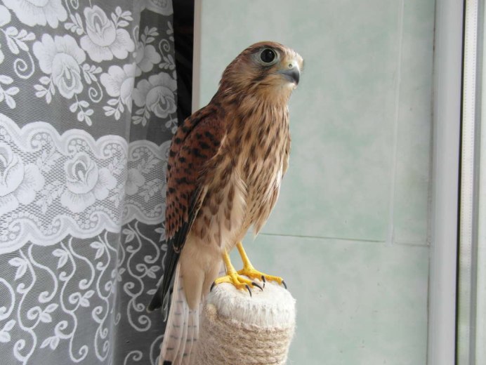 Ястреб пустельга Сокол пустельга